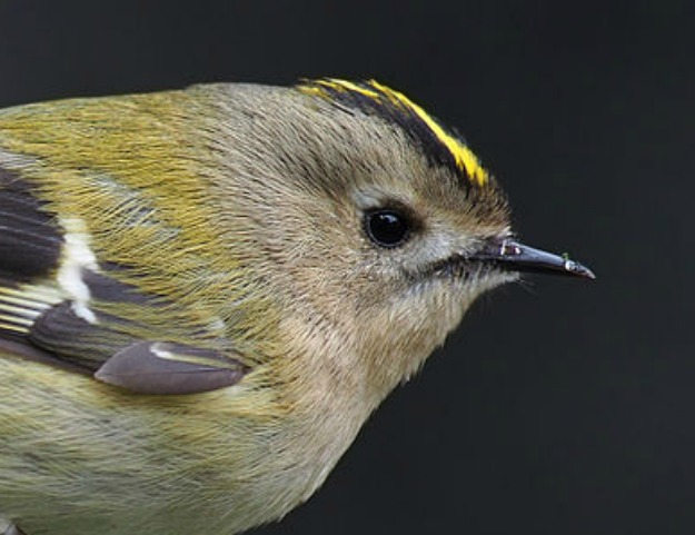 Goldcrest_1 (1)