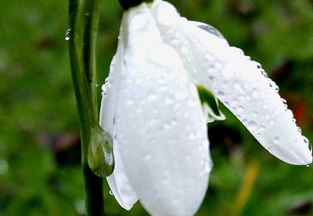 snowdrop crop 2