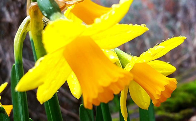 web daffodil