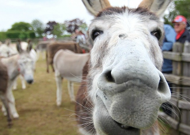visiting-donkeyscroppped donkey friend -https://www.thedonkeysanctuary.org.uk/opening-times