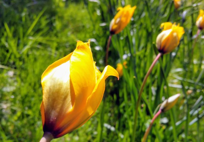 Tulipa Sylvestris 2017