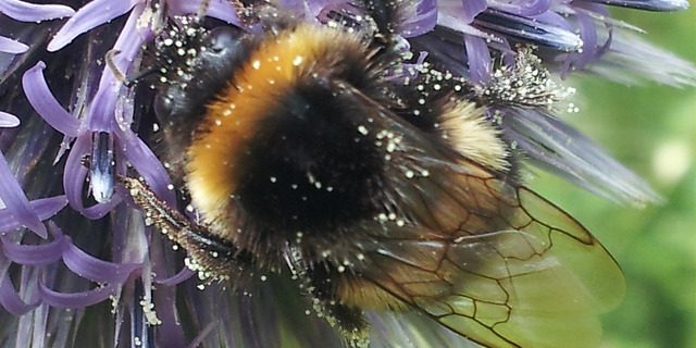 Bee’s in Spring