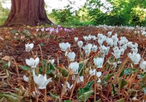 Cyclamen