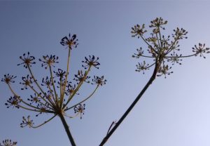 Seedheads