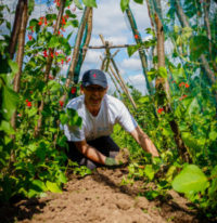 bean tunnel – caring for volunteer weeding the bean tunnel