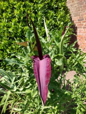 IMG_20200528_115933575_HDR dragons tongue 2020