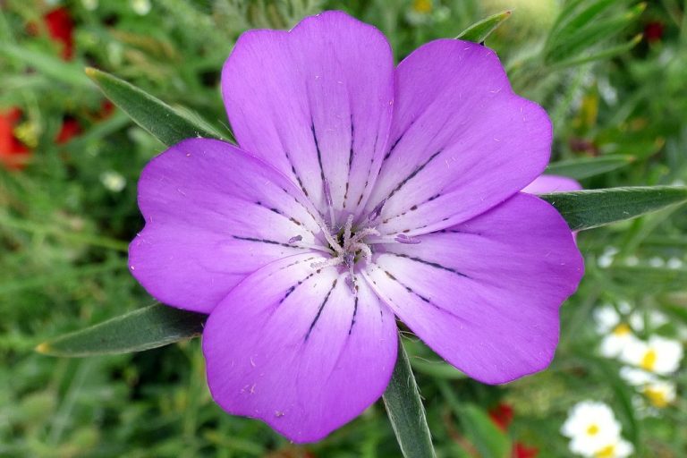 Peter O'Connor aka anemoneprojectors from Stevenage, United Kingdom, CC BY-SA 2.0 , via Wikimedia Commons